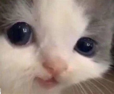 HeheWarp | Hehe Cat | Know Your Meme