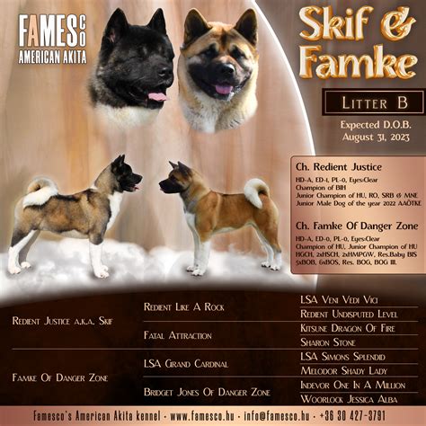 Amerikai Akita - Famesco's American Akita
