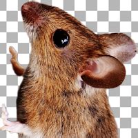 Мышич - exclusive content on Boosty