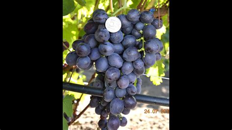 Виноград Аюта (Grape Ayuta) 2015 - YouTube