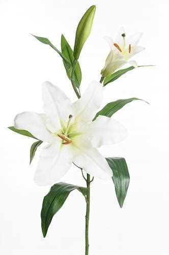 lilja vit  cm fran  plant  kr froeken fraeken