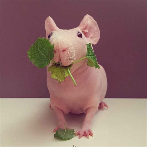 Ludwig the Bald Guinea Pig Is Winning the Internet's Hearts ...