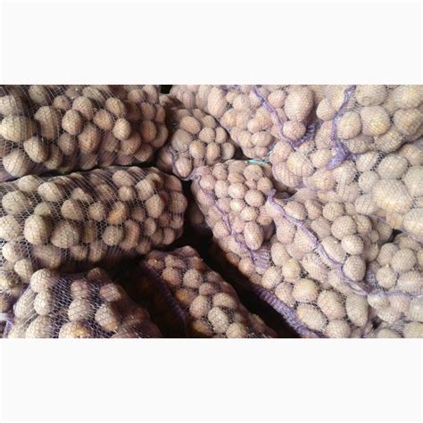 Продам товарный картофель, купити товарный картофель — Agro-Ukraine