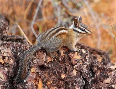 20 Types of Chipmunks: Species, Identification, and Photos