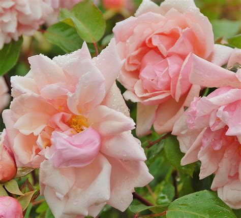 Albertine | Zeeuwse Rozentuin
