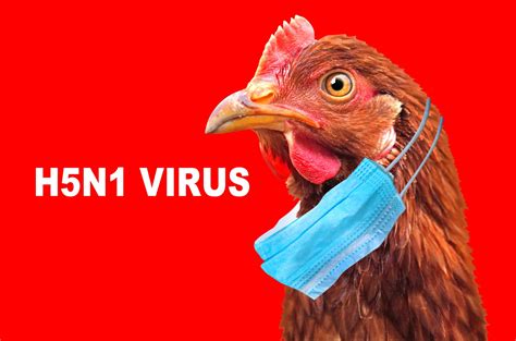 Another Bird flu outbreak confirmed - this time in Derbyshire
