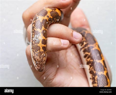 Arabian sand boa hi-res stock photography and images - Alamy