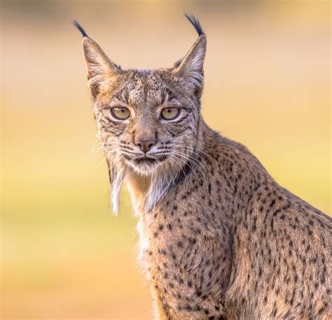 Iberian lynx | Wild Cat, Distribution, Status, Physical Features