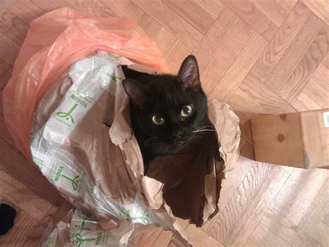 Кот в мешке