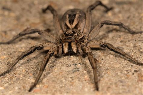 Do Wolf Spiders Eat Brown Recluse, Black Widows, Or Other “Bad” Spiders
