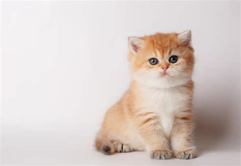 kitten  cat understanding  feline friends life stages iaqaba