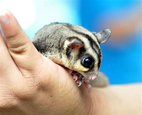 exotic pets vet near me 8