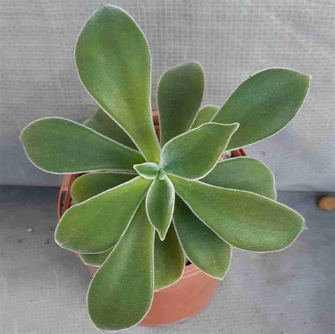 Echeveria Coccinea 100mm - Australian Desert Blooms