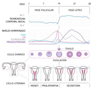 Ciclo Da Dengue Desenho - La voz y el ciclo menstrual: los efectos de las variaciones hormonales ...