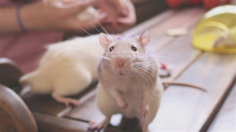 Rat wallpaper | animals | Wallpaper Better