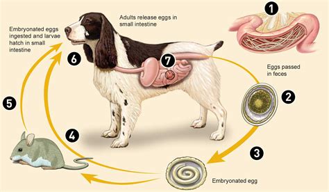 Roundworm Infection - Close Veterinary Clinic