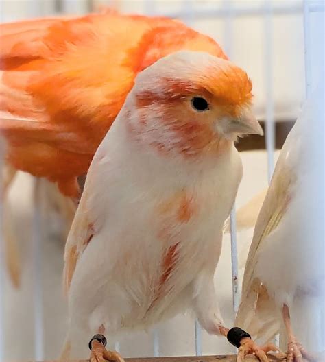 Canaries (all colors)