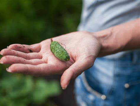 11 Tips for Growing Cucumbers in Pots
