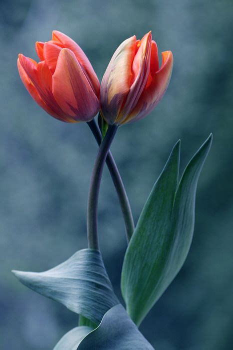 Best of the best: Tulips are awesome