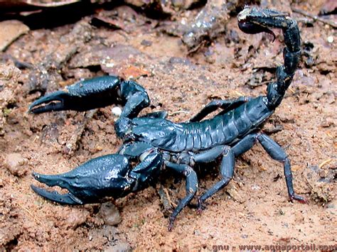 scorpion definition  explications