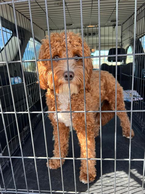 sandy ut animal shelter 4