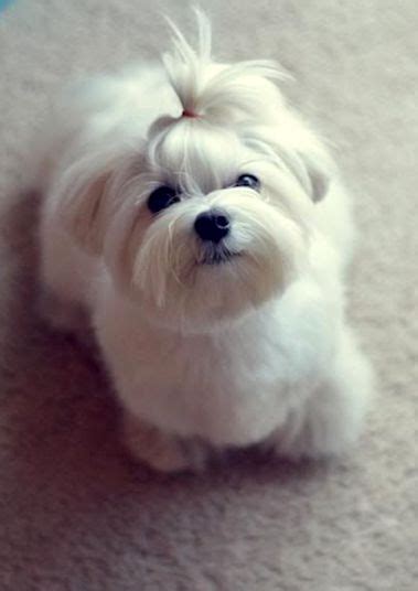 15 Maltese Haircuts & Hairstyles: White, Fluffy, and Looking Fabulous!