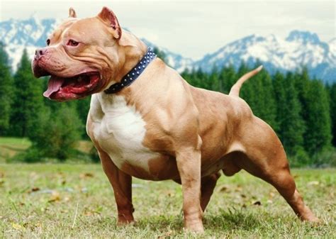 cho pitbull nhung giong cho canh dep nhat loai cho dep nhat