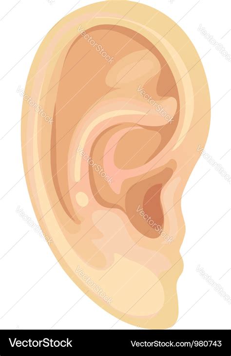 realistic human ear royalty  vector image vectorstock