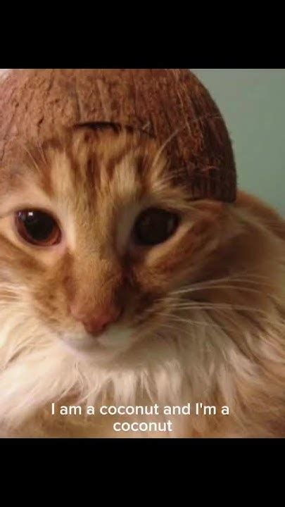 coconuts memecatcoconut youtube