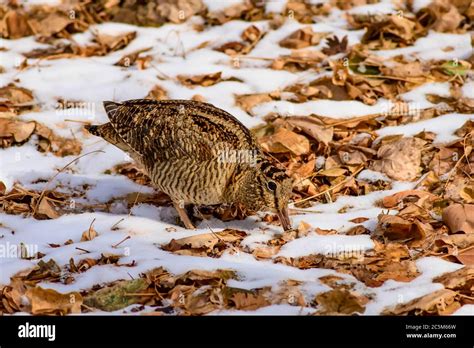 Camouflage bird woodcock. Brown dry leaves and white snow background ...