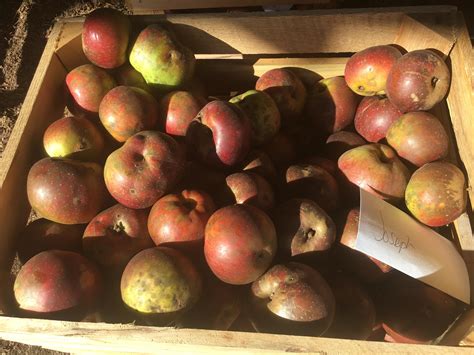 Joseph Apple- 1910, Richmond VA. Grow heirloom apples, they taste