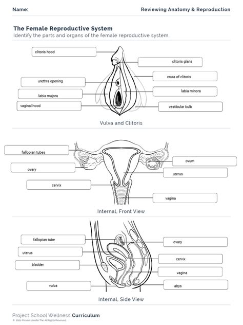 reproductive system diagrams  reproductive system clitoris