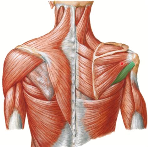 Musculo Redondo Maior E Menor - Musculo Redondo Maior E Menor - FDPLEARN