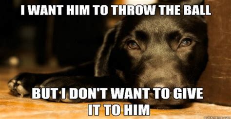 15 Hilarious Labrador Memes Will Make Your Day