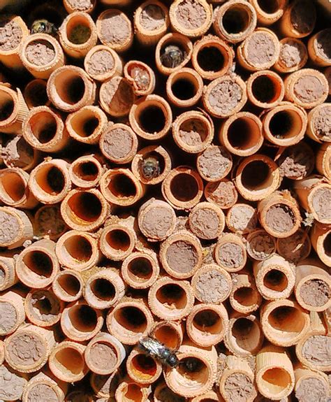 Mason Bees-Blue Orchard Bee | 5 Reeds Full of Mason Bees