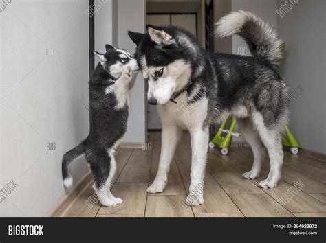 Two Husky Dogs Playing Image & Photo (Free Trial) | Bigstock