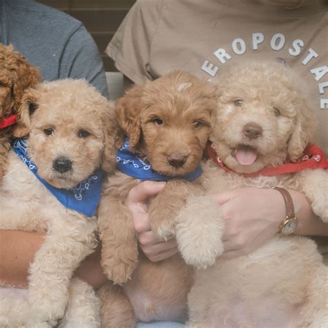 August Sale - Goldendoodle Puppies - Rainfield Golden Doodles