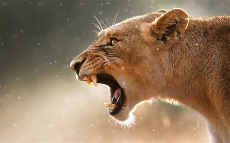 lioness roaring  sharp teeth visible hd wallpaper rare gallery