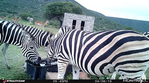 Trail Cam Pictures of Burchell's Plain Zebra in South Africa