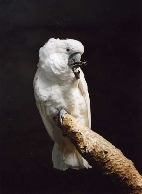 Kakadu Foto & Bild | tiere, zoo, wildpark & falknerei, vögel Bilder auf ...