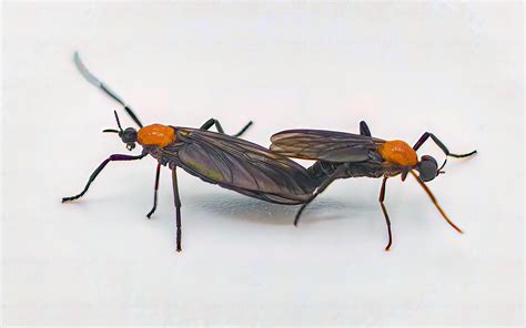 11 Love Bug Facts - Facts.net