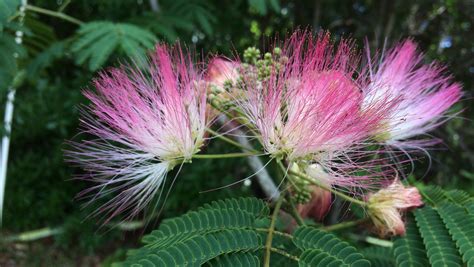 Puffy Pink Flower Tree | Best Flower Site