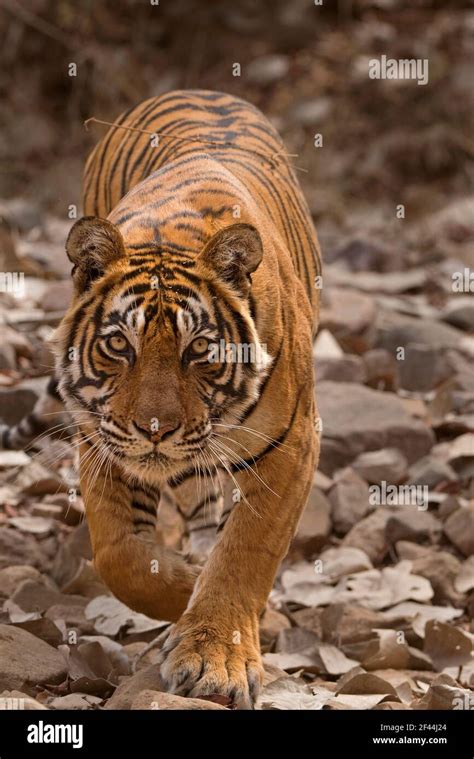 Royal Bengal Tiger Hunting