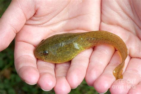 raise bullfrog tadpoles  james mccullough blog