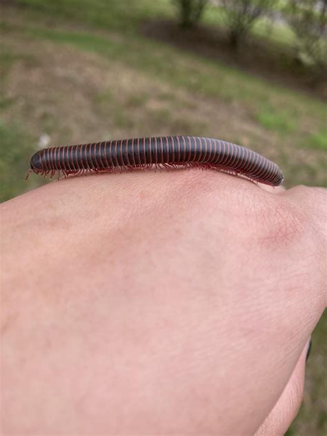 Sometimes you just find a Giant Millipede in Walgreens : r/awwnverts