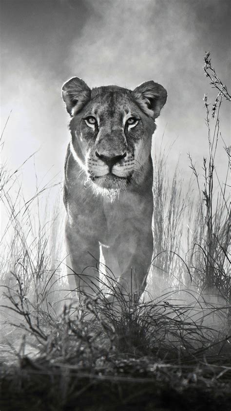 🔥 Free Download Black And White Animal Wallpaper Top by @annaalexander ...