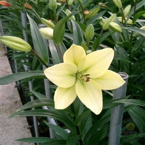 Лилия Курьер (Lilium Courier) купить луковицы в Москве по низкой цене ...