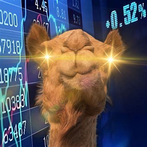 Finance Camel