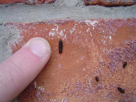 What Do Bat Dropping Look Like at Laura Hefley blog