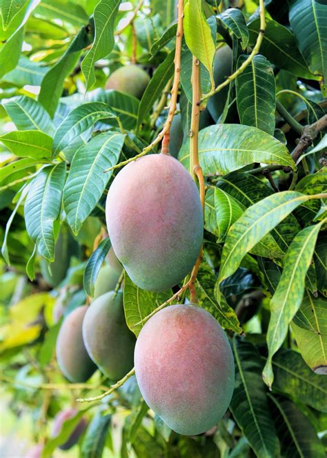 pickering mango fruit tree mangifera indica sow exotic